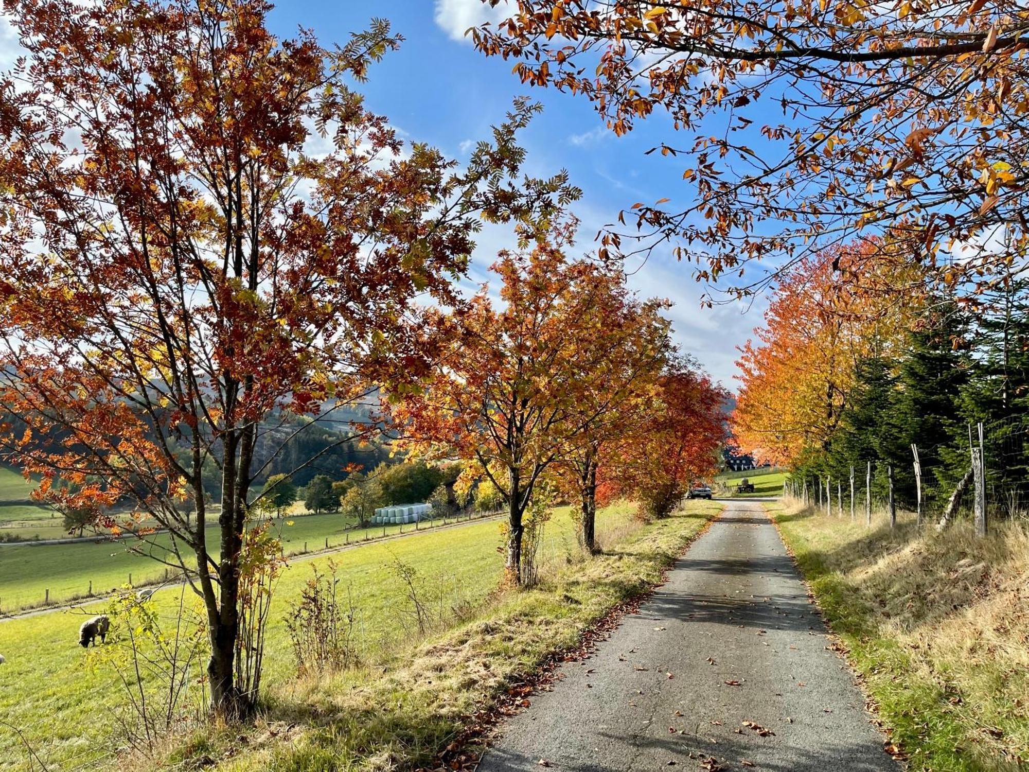 Pension Sonnenheim Winterberg Dış mekan fotoğraf